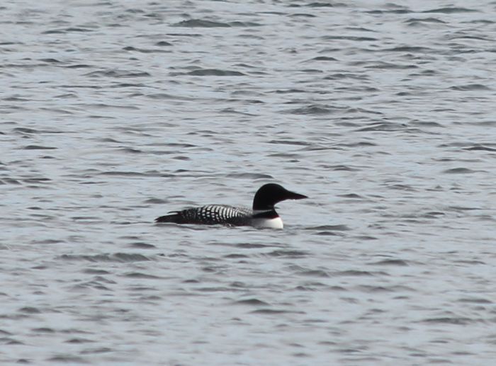 Loon